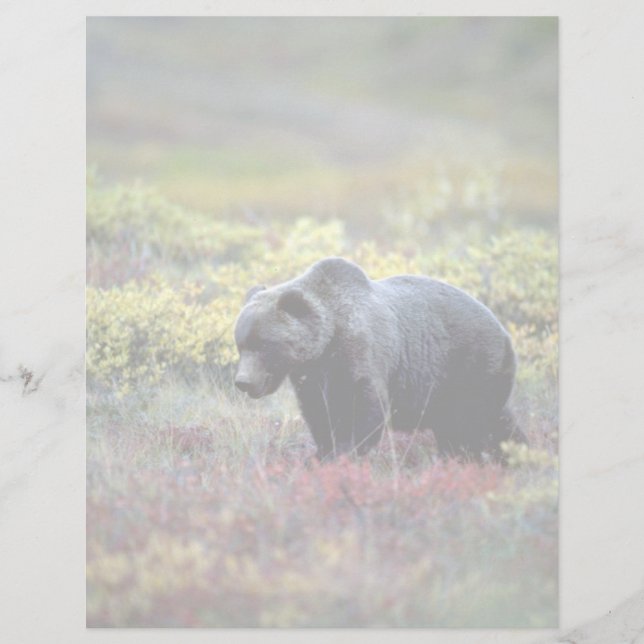 Grizzly Bear (Front)