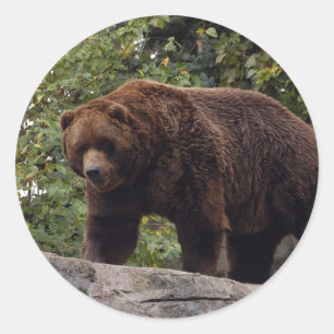 grizzly-bear-004 classic round sticker