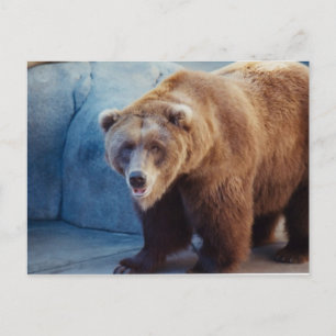 Grizzly Bear 1 Postcard