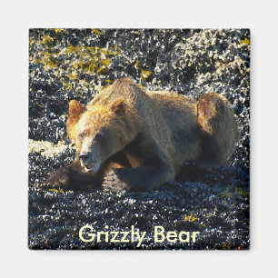 Grizzly Bear Art Magnet