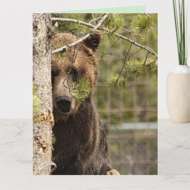 GRIZZLY BEAR BIRTHDAY GIANT GREETING CARDS (Front)