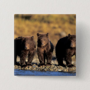Grizzly bear, brown bear, cubs, Katmai National 15 Cm Square Badge