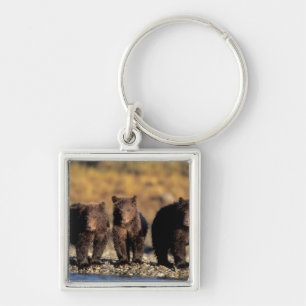 Grizzly bear, brown bear, cubs, Katmai National Key Ring