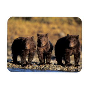 Grizzly bear, brown bear, cubs, Katmai National Magnet
