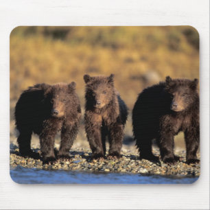Grizzly bear, brown bear, cubs, Katmai National Mouse Mat