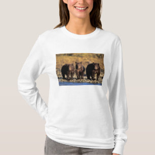 Grizzly bear, brown bear, cubs, Katmai National T-Shirt