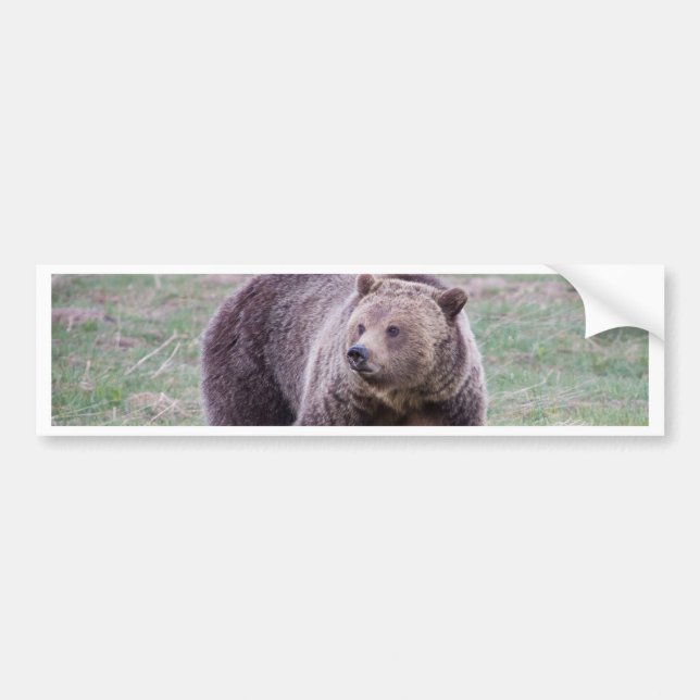 Grizzly bear bumper sticker (Front)