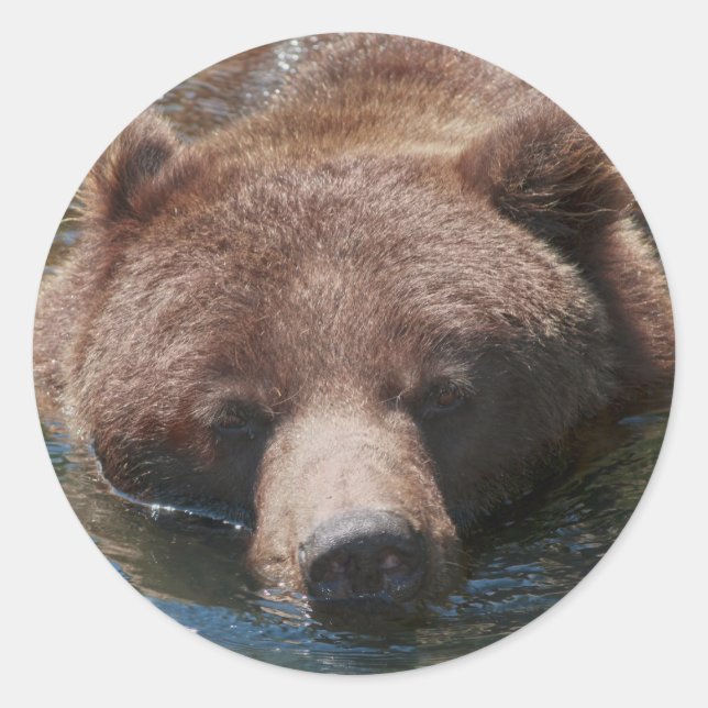 Grizzly Bear Classic Round Sticker (Front)