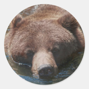 Grizzly Bear Classic Round Sticker