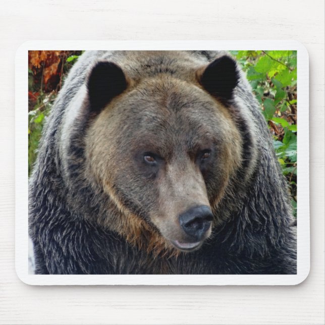 Grizzly Bear Close-up Mouse Mat (Front)