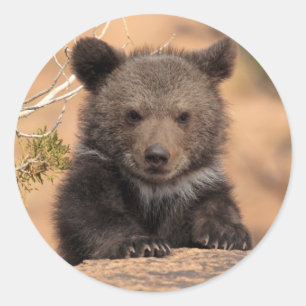 Grizzly Bear Cub Classic Round Sticker