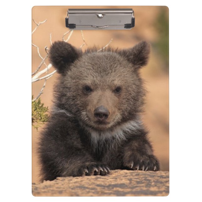 Grizzly Bear Cub Clipboard (Front)