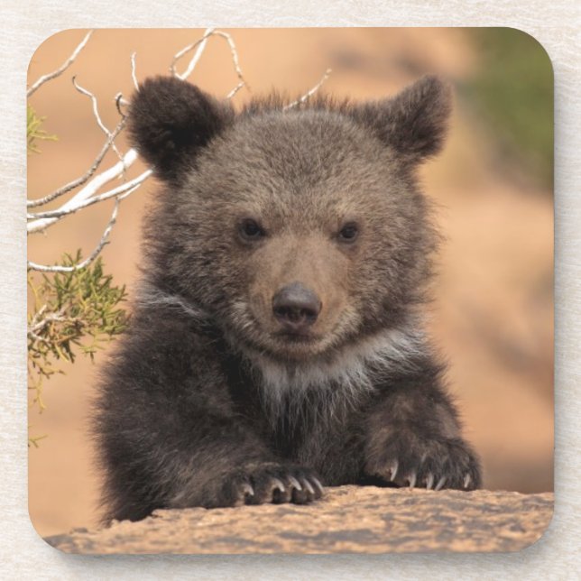 Grizzly Bear Cub Coaster (Front)
