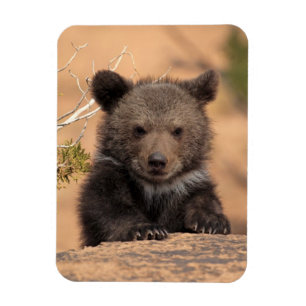 Grizzly Bear Cub Magnet