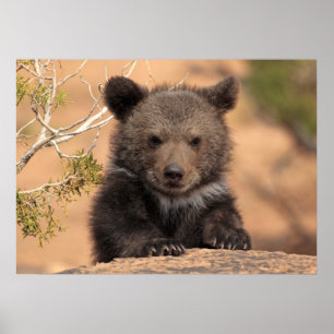 Grizzly Bear Cub Poster