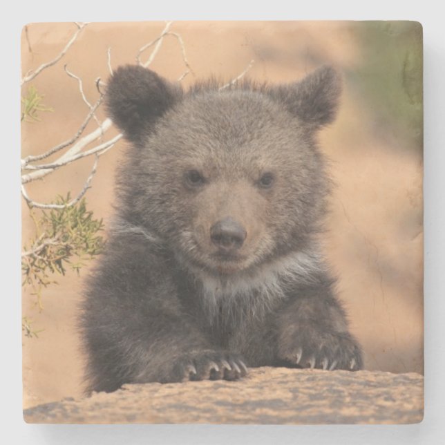 Grizzly Bear Cub Stone Coaster (Front)