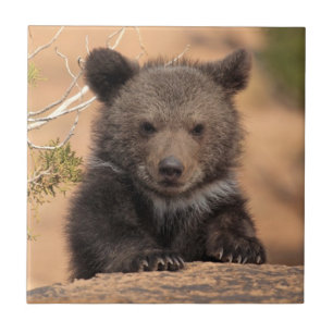 Grizzly Bear Cub Tile