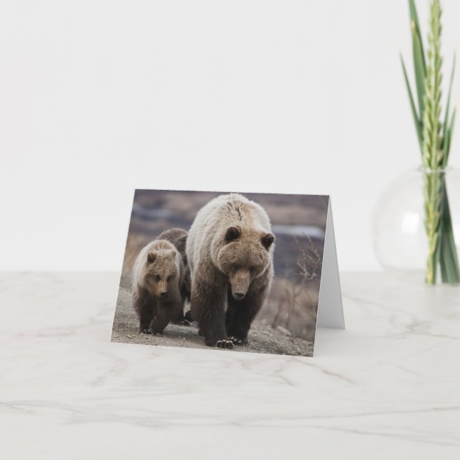 Grizzly Bear, Cubs, Denali National Park, Alaska Thank You Card (Front)