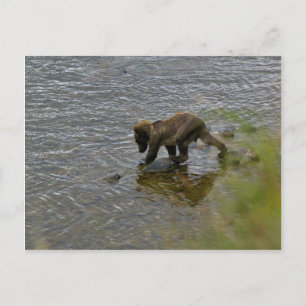 Grizzly bear cubs postcard