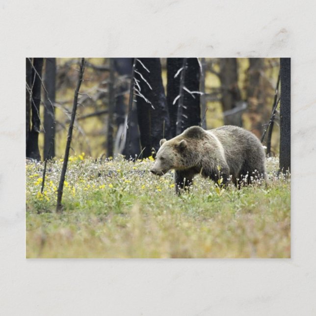 Grizzly Bear in Field at Yellowstone National Park Postcard (Front)