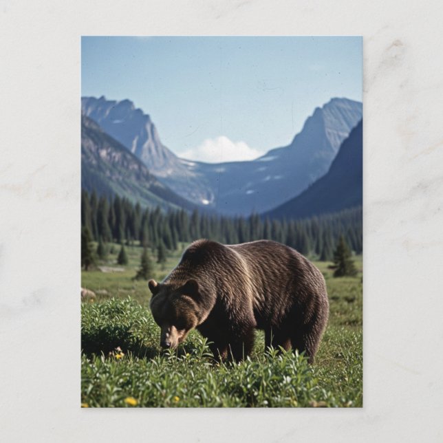 Grizzly Bear in Glacier National Park Travel Postcard (Front)