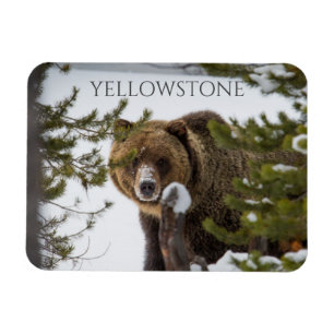 Grizzly Bear in Snow, Yellowstone National Park Magnet