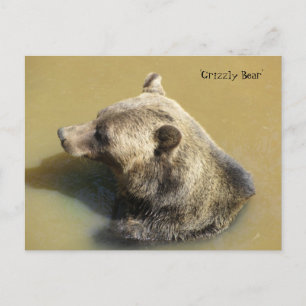 Grizzly Bear in the Water Postcard