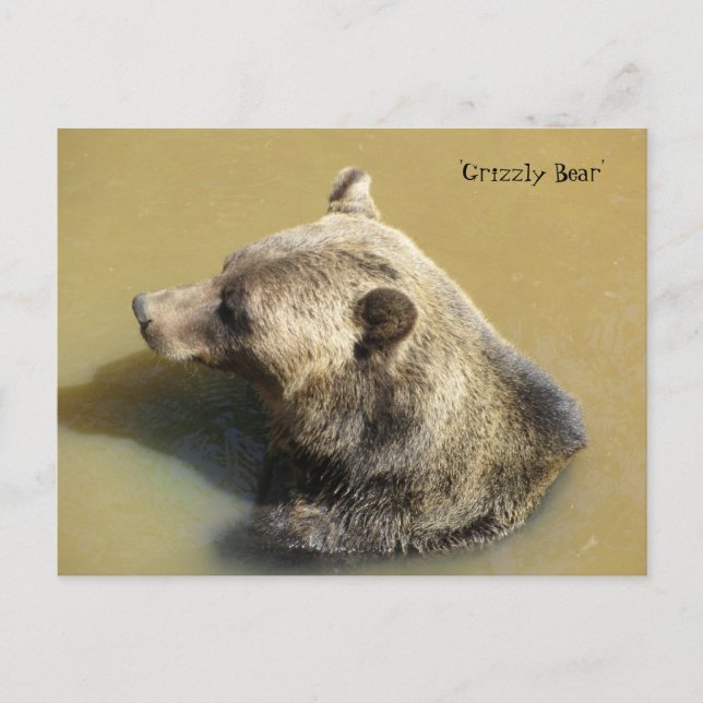 Grizzly Bear in the Water Postcard (Front)
