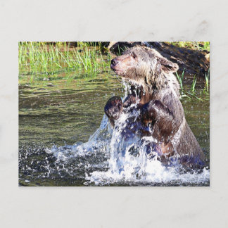 Grizzly Bear in the Water Postcard