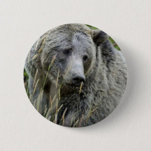 Grizzly Bear in Yellowstone National Park 6 Cm Round Badge