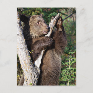 Grizzly Bear leaning on a Tree Postcard