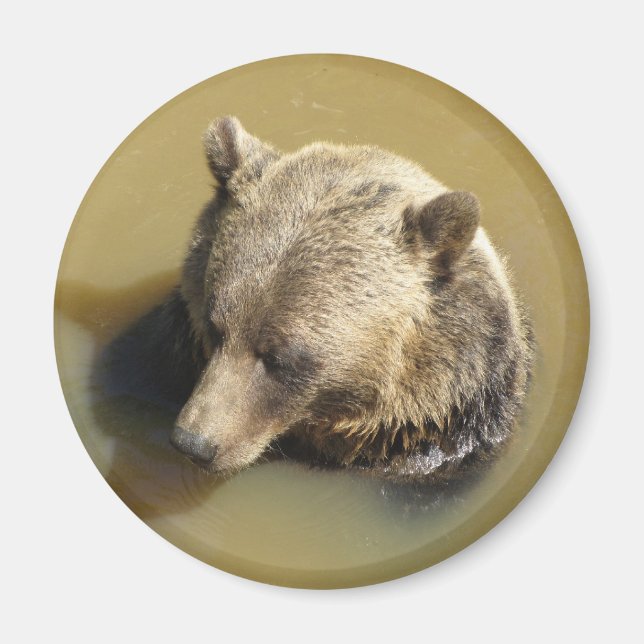 Grizzly Bear Magnet (Front)