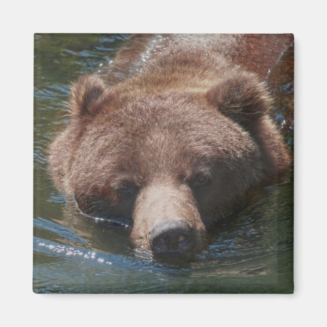 Grizzly Bear Magnet (Front)