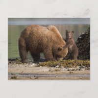Grizzly Bear Mother with Cub on a Beach