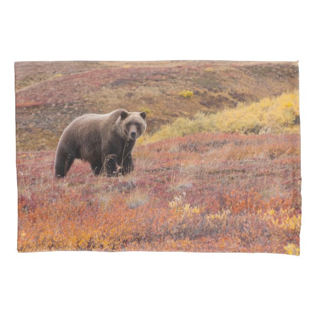 Grizzly Bear Moves Through Autumn Colours In Pillowcase (Front-Left)