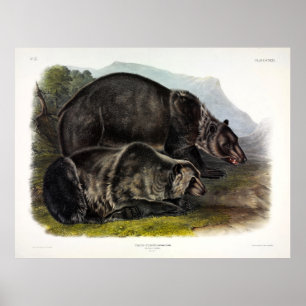 Grizzly Bear (North American Brown Bear) - Audubon Poster