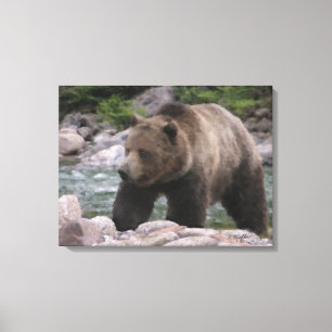 Grizzly Bear - Pastels Canvas Print