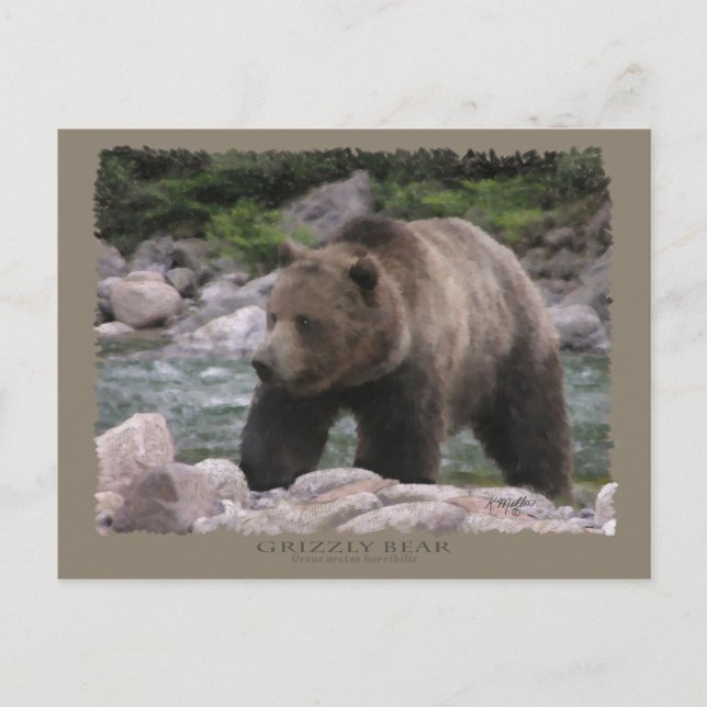 Grizzly Bear - Pastels Postcard (Front)