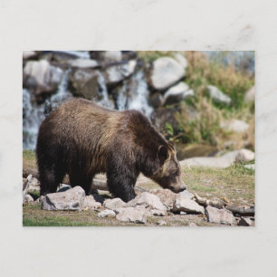 Grizzly Bear Photo Postcard