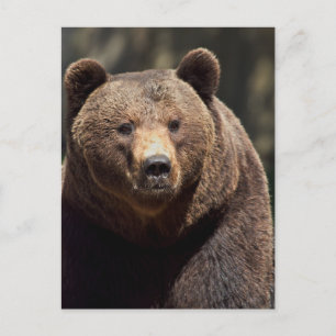 GRIZZLY BEAR PHOTOGRAPHY POSTCARD