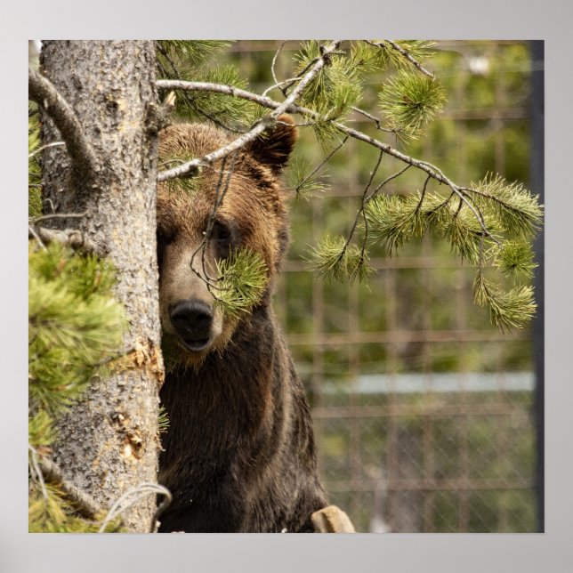 GRIZZLY BEAR PHOTOGRAPHY POSTER (Front)