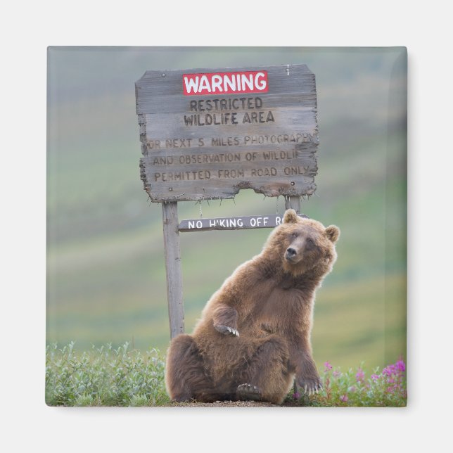 Grizzly Bear Plays With Sign Magnet (Front)