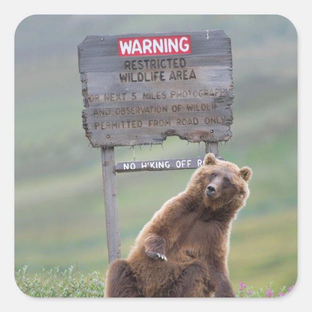 Grizzly Bear Plays With Sign Square Sticker (Front)