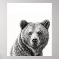 Grizzly Bear Portrait Black white