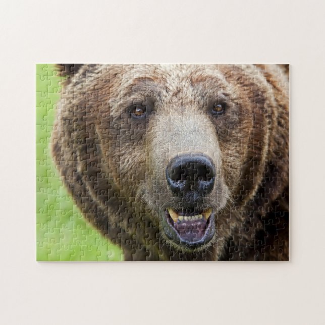 Grizzly Bear Portrait, Jigsaw Puzzle (Horizontal)