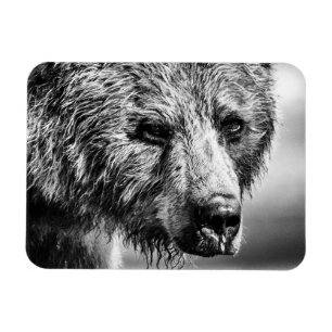 Grizzly bear portrait magnet