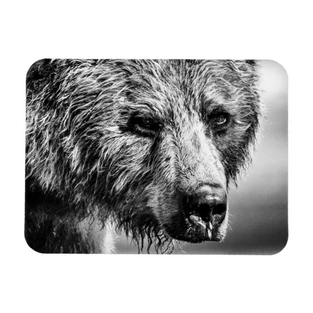Grizzly bear portrait magnet (Horizontal)