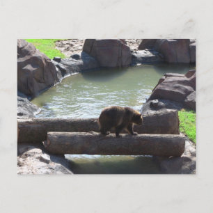 Grizzly Bear Postcard
