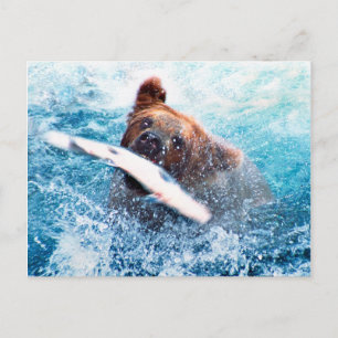 Grizzly Bear Postcard