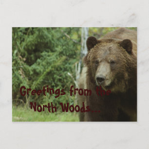 Grizzly Bear Postcard